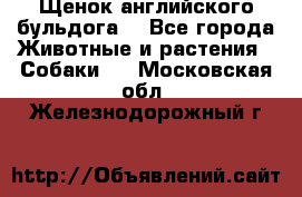 Щенок английского бульдога  - Все города Животные и растения » Собаки   . Московская обл.,Железнодорожный г.